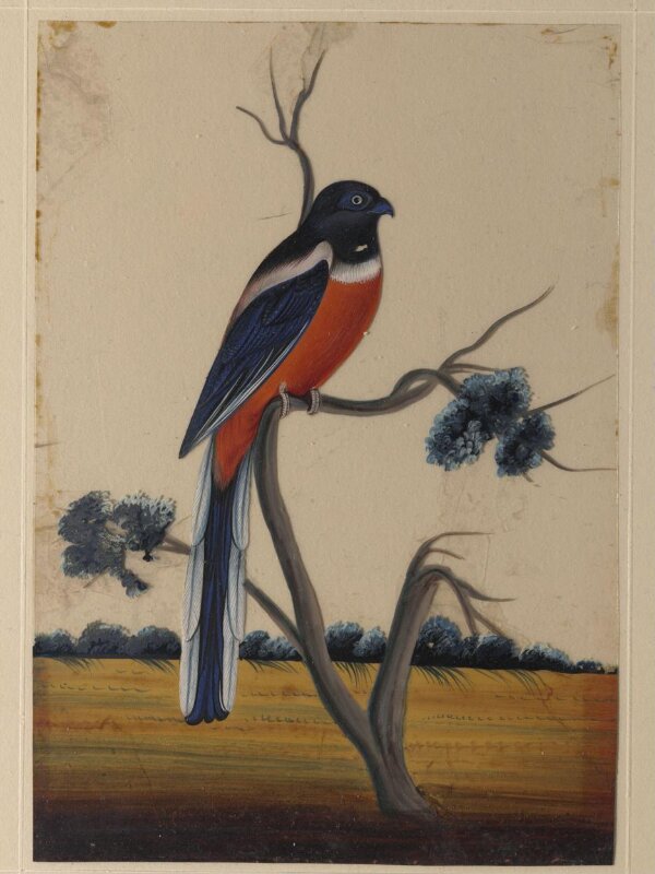 One of nine drawings of birds.