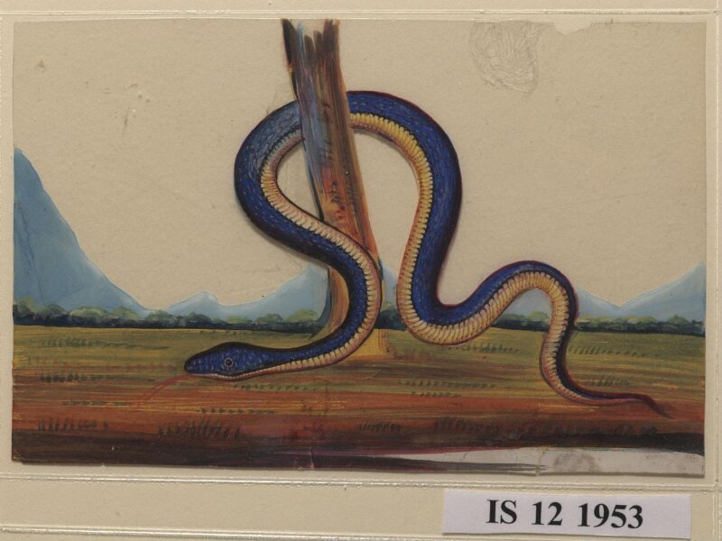 One of six drawings of snakes, poised against a landscape with hills.