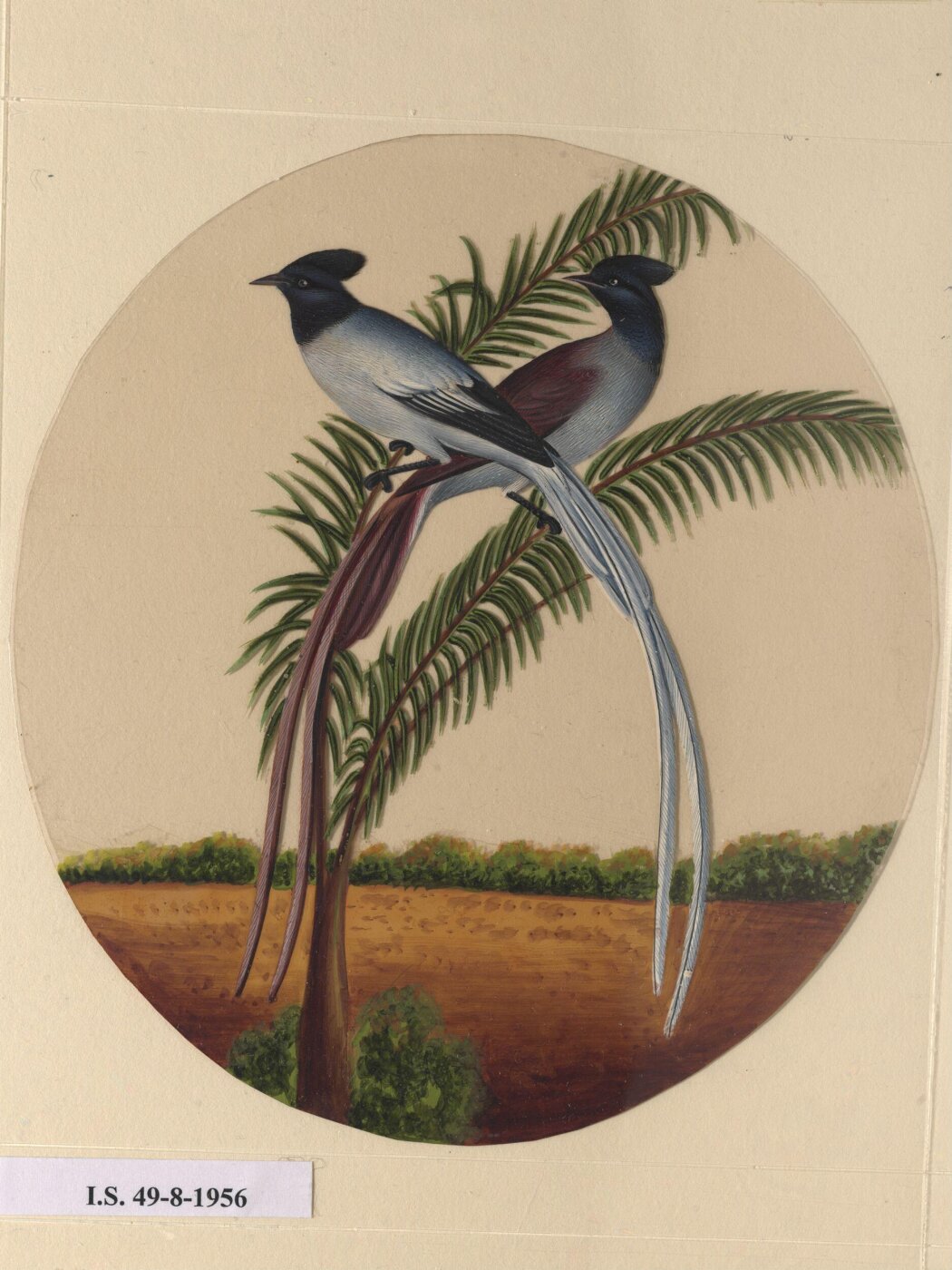Unknown, One of twelve drawings of birds and reptiles, insects and flowers.