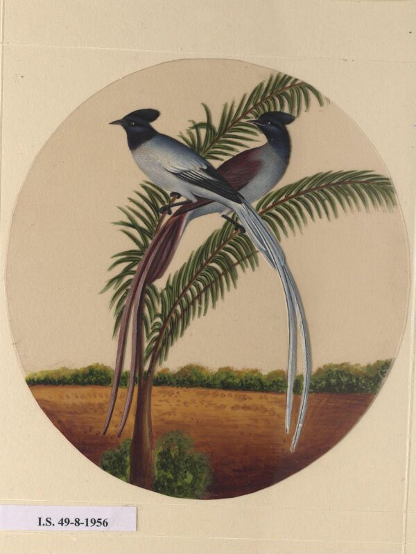 One of twelve drawings of birds and reptiles, insects and flowers.