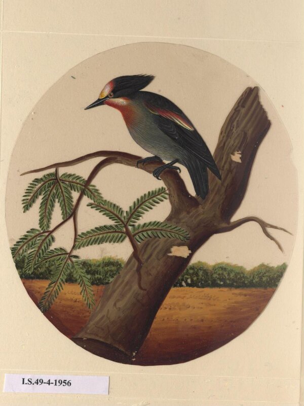 One of twelve drawings of birds and reptiles, insects and flowers.