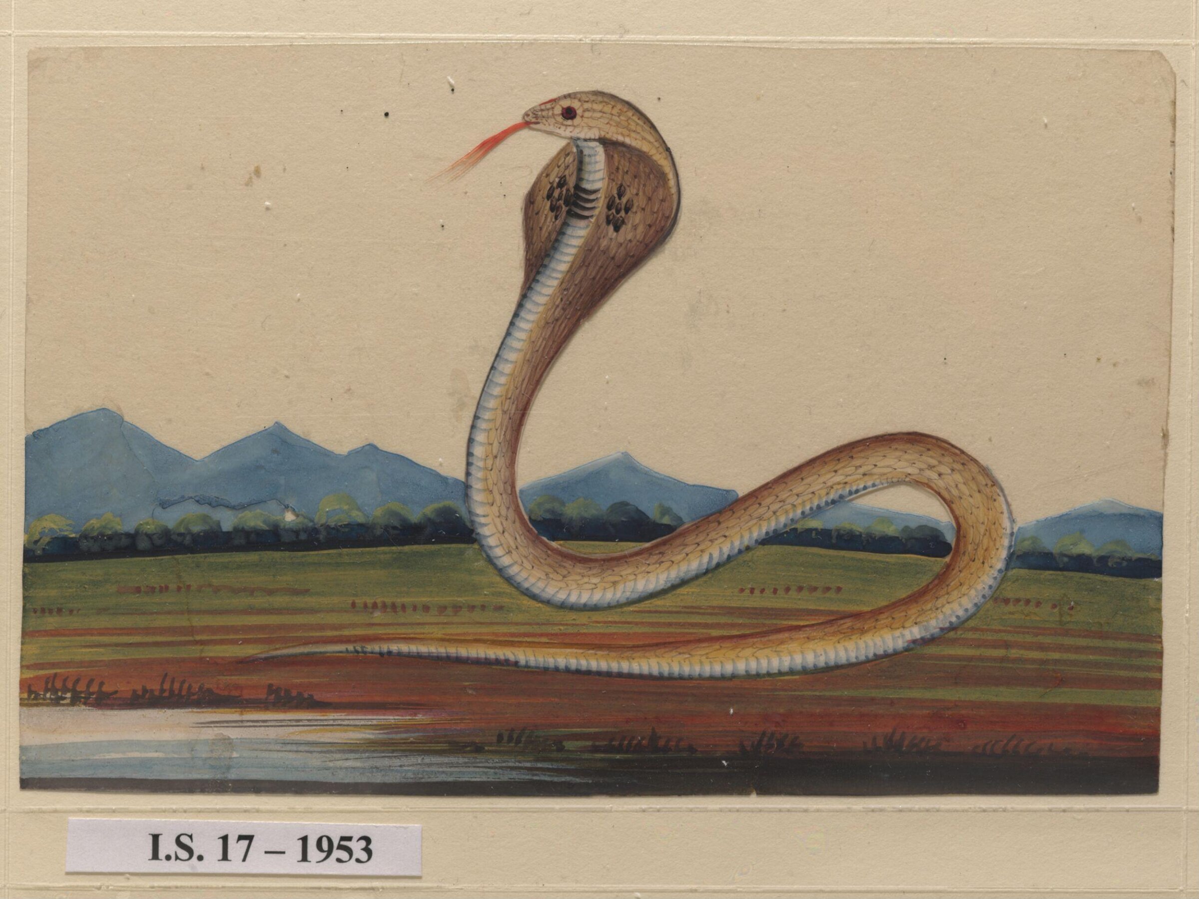 One of six drawings of snakes, poised against a landscape with hills., ca. 1860