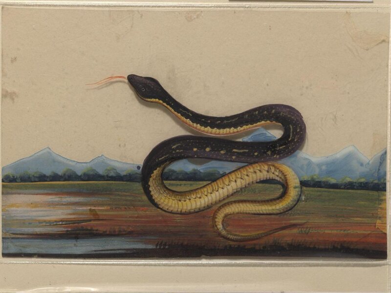 One of six drawings of snakes, poised against a landscape with hills.