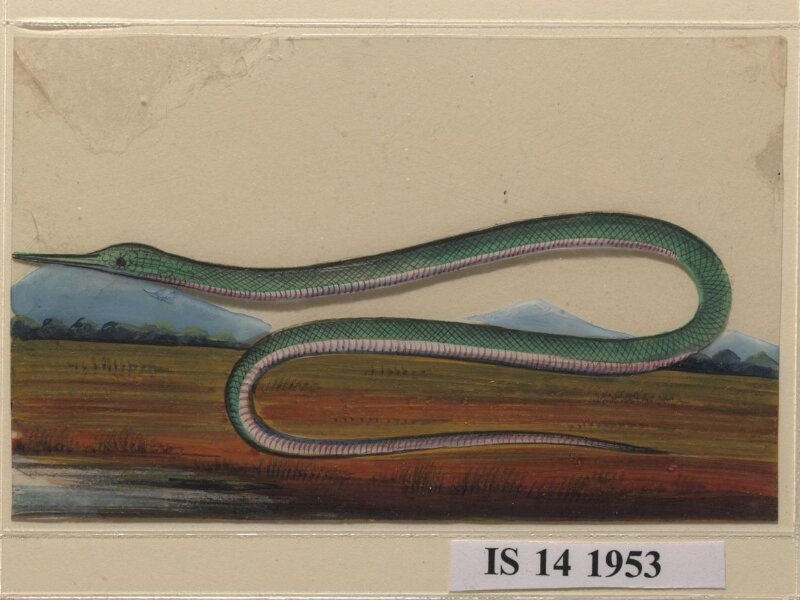 One of six drawings of snakes, poised against a landscape with hills.