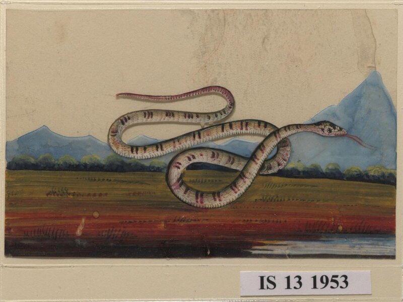One of six drawings of snakes, poised against a landscape with hills.
