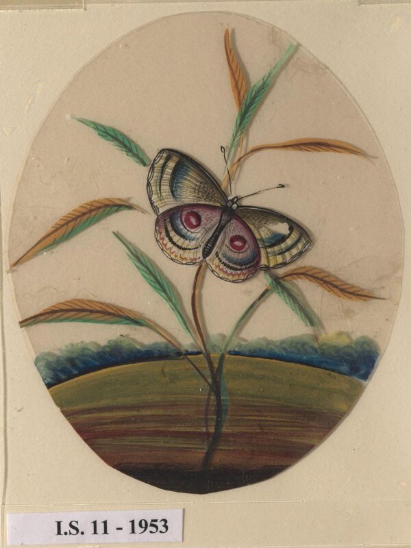 One of six unidentified butterflies on leafy sprays.