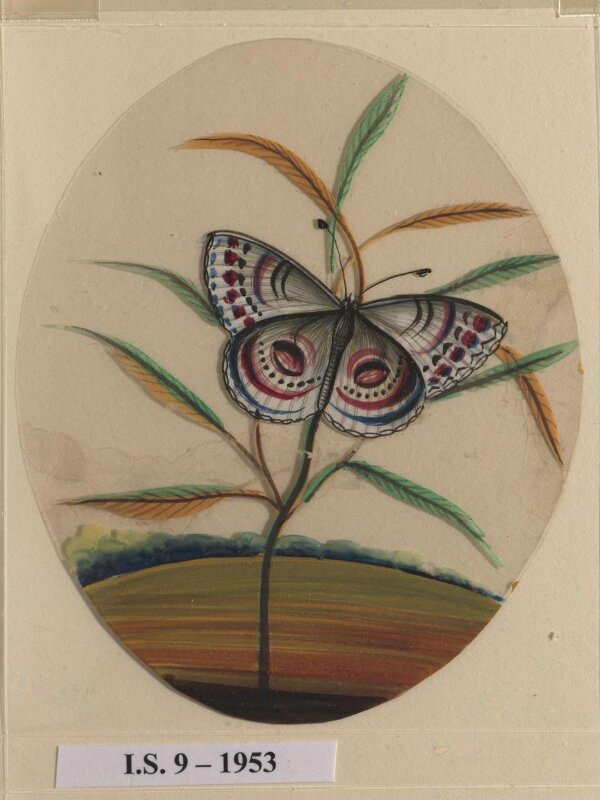 One of six unidentified butterflies on leafy sprays.