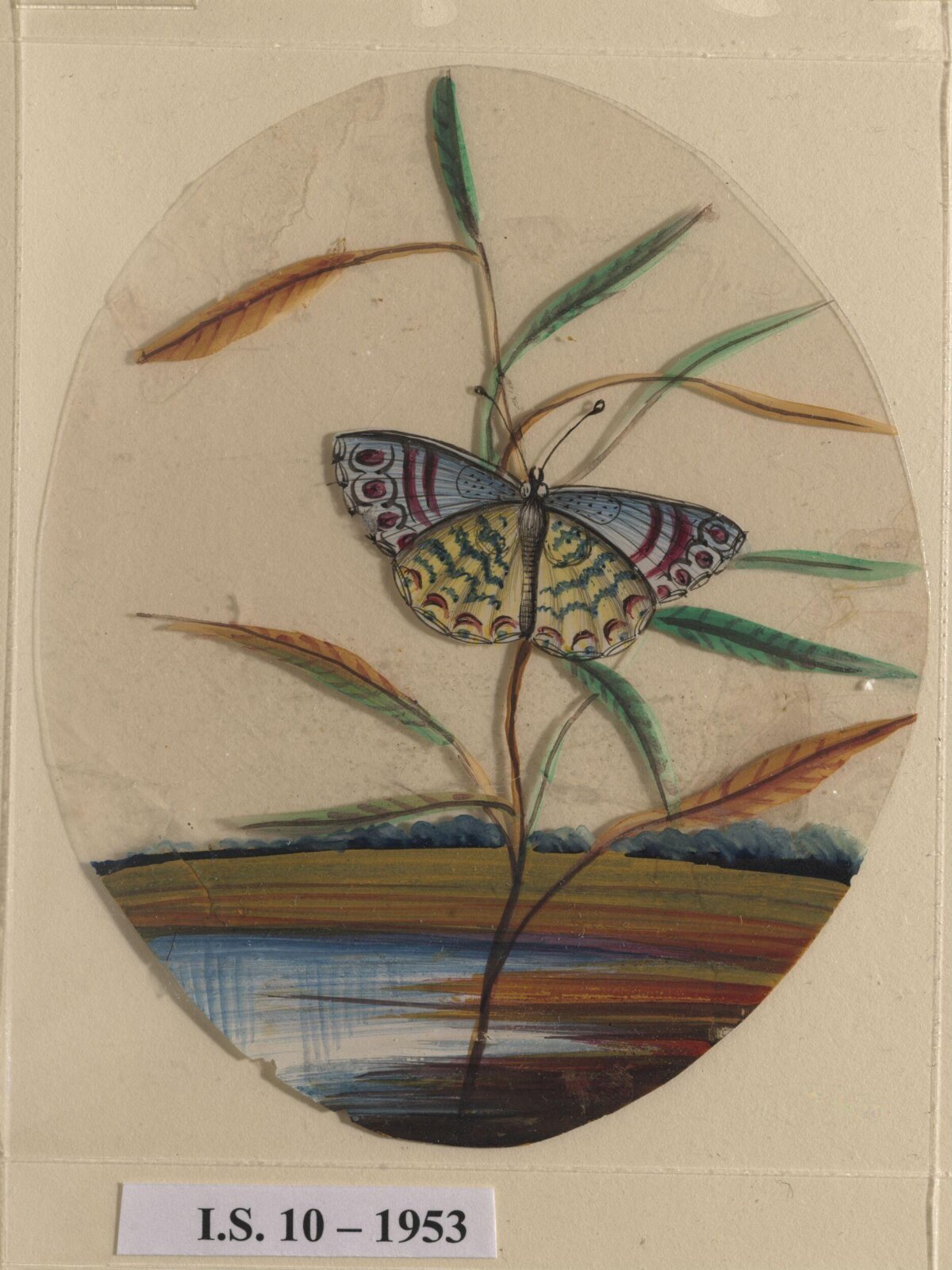 An unidentified butterfly on a leaf, ca. 1860