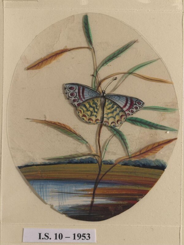 An unidentified butterfly on a leaf