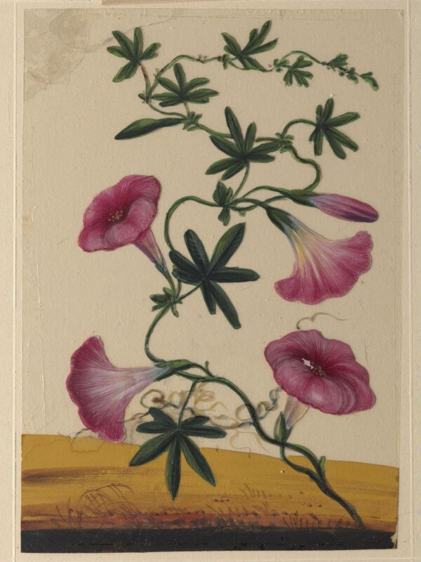 One of eighteen drawings of flowers.