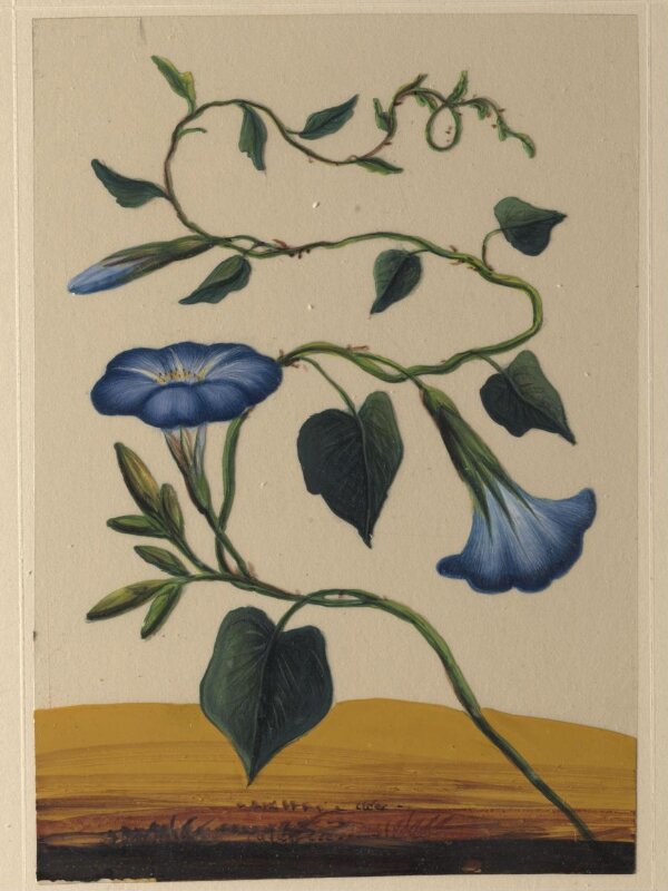 One of eighteen drawings of flowers.