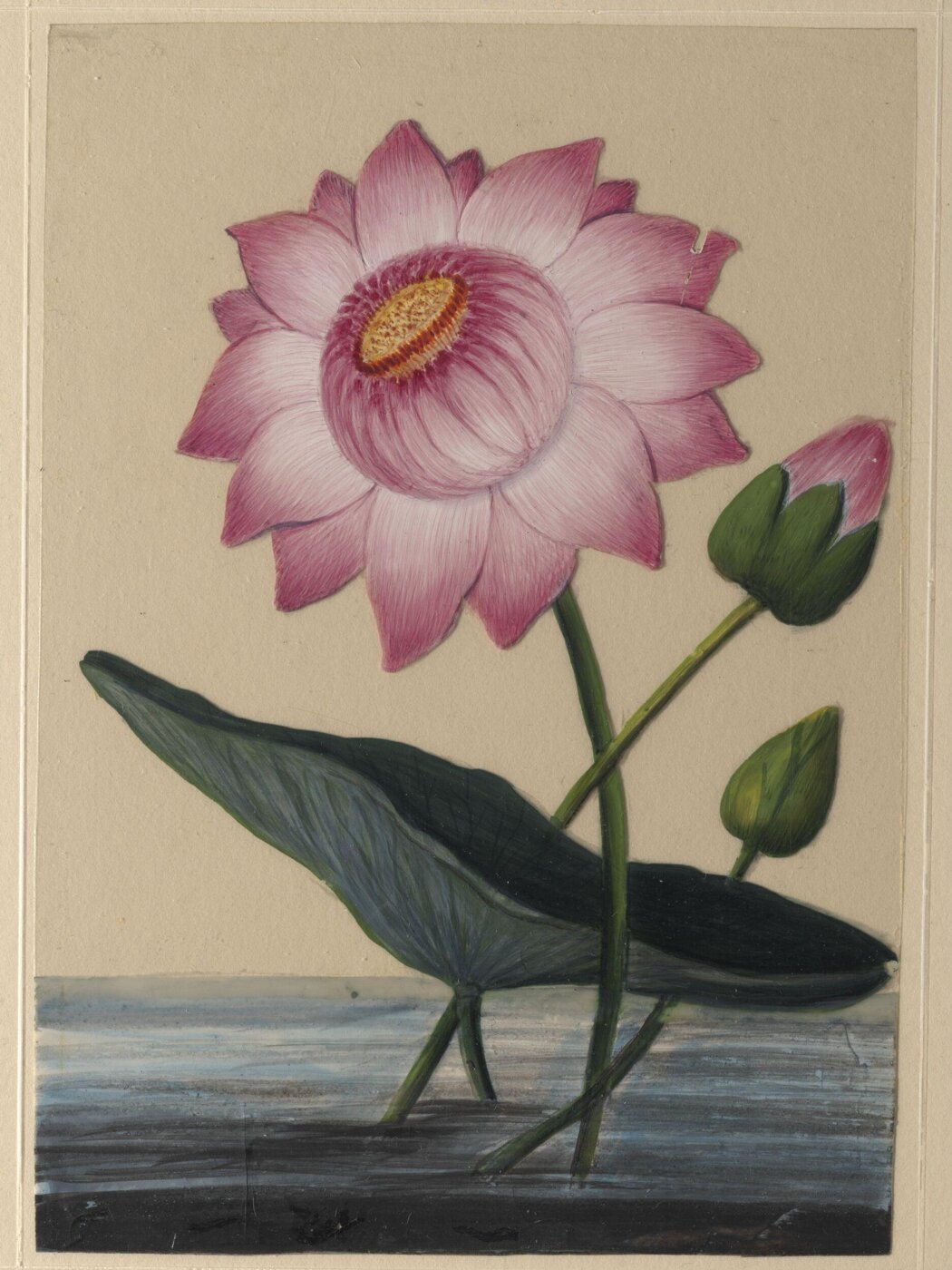 Unknown, One of eighteen drawings of flowers.