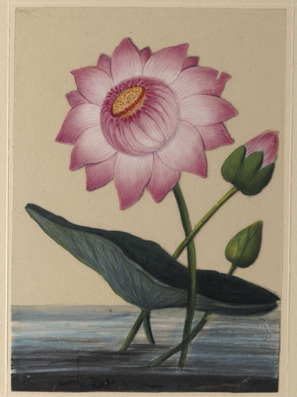 One of eighteen drawings of flowers.