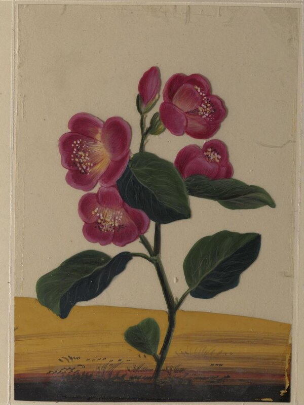 One of eighteen drawings of flowers.