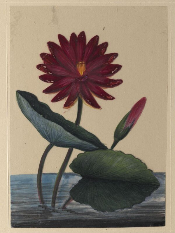 One of eighteen drawings of flowers.