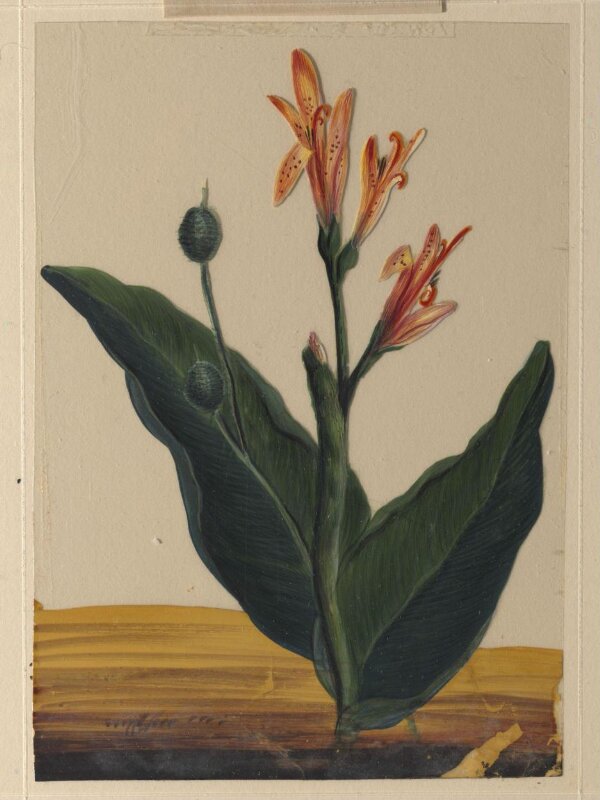 One of eighteen drawings of flowers.