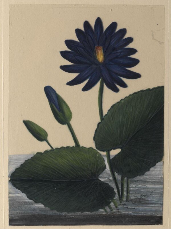 One of eighteen drawings of flowers.