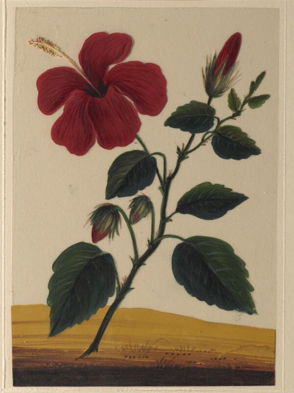 One of eighteen drawings of flowers.
