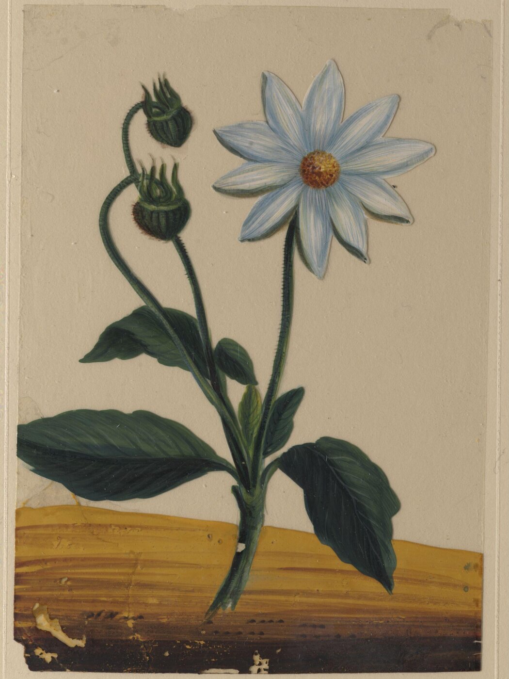 Unknown, One of eighteen drawings of flowers.