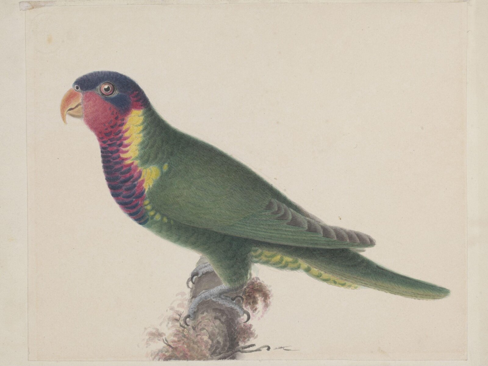 Blossom-headed parakeet, ca. 1830