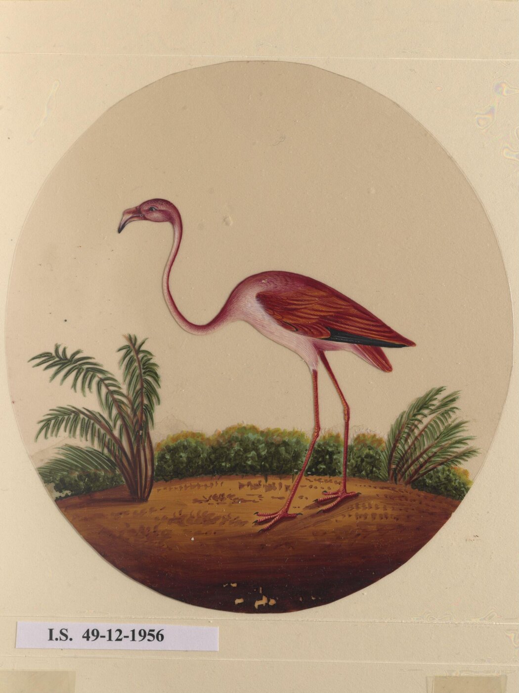 Unknown, One of twelve drawings of birds and reptiles, insects and flowers.