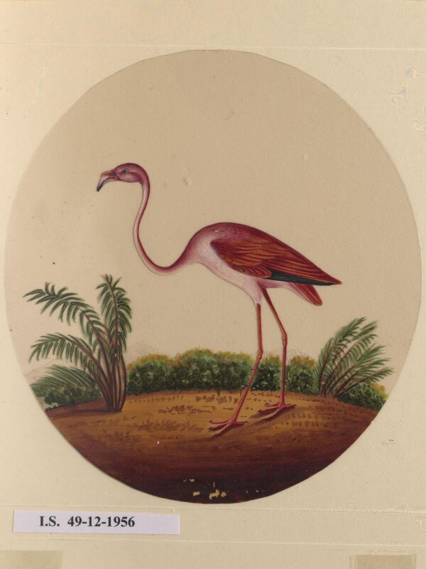 One of twelve drawings of birds and reptiles, insects and flowers.