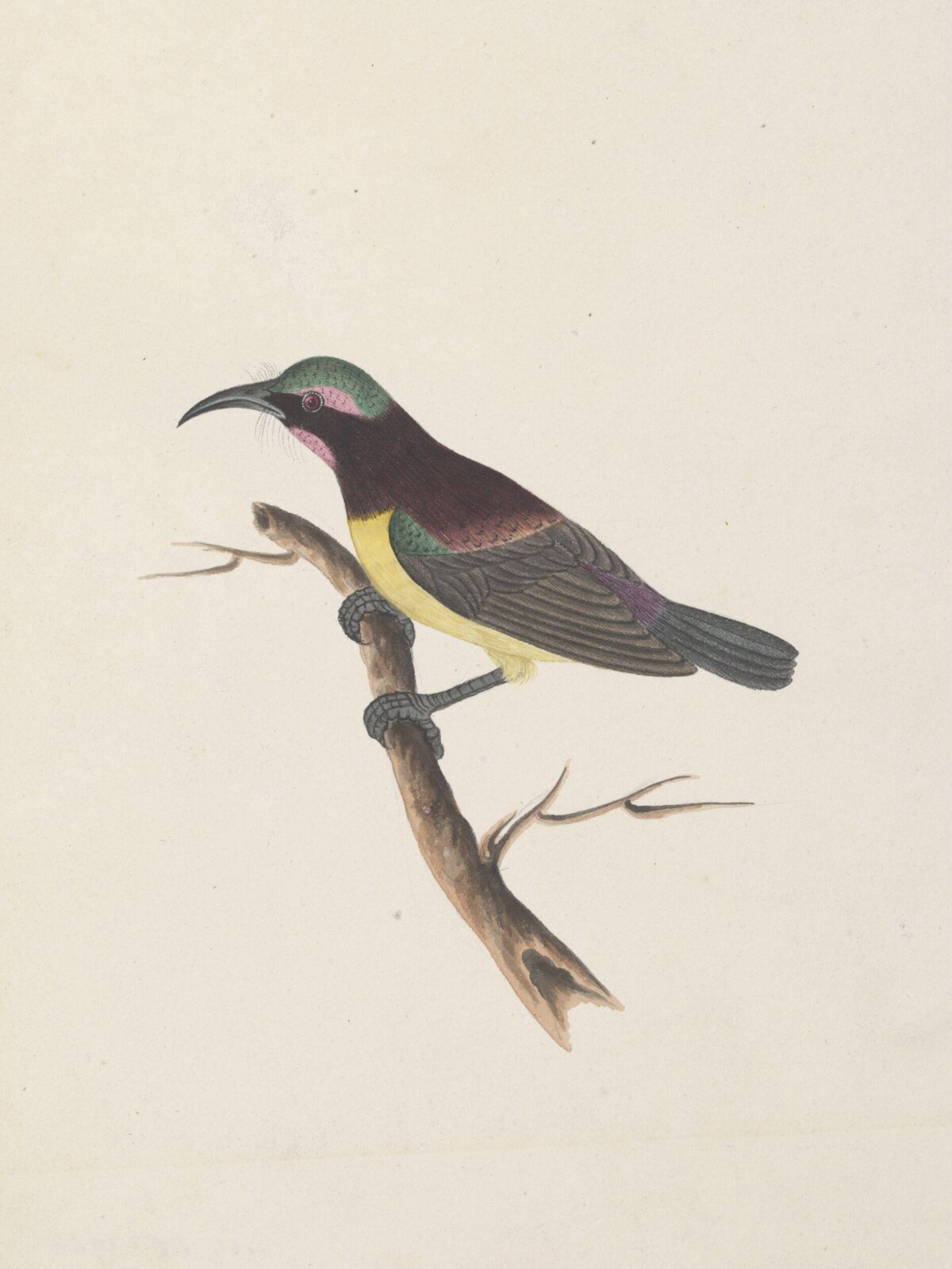 Purple-rumped sun bird, ca. 1830