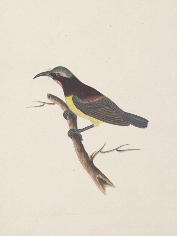 Purple-rumped sun bird