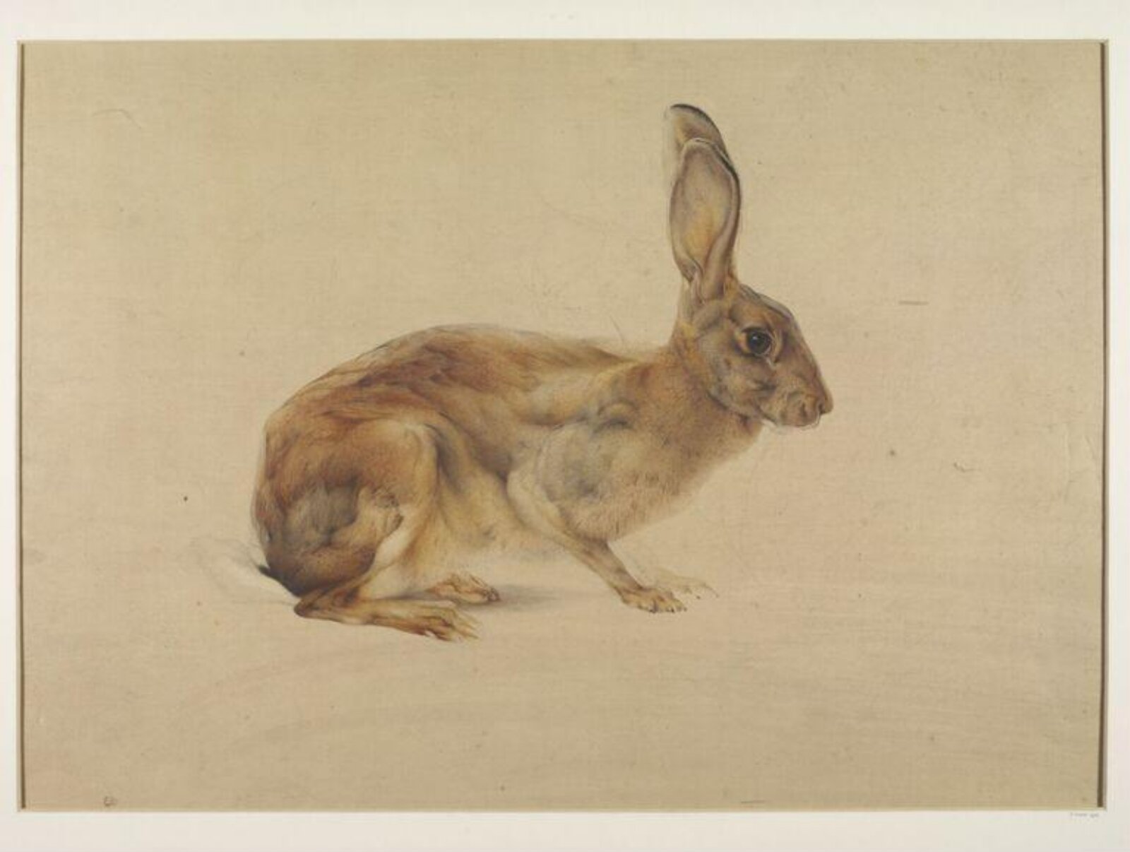 Study of a hare, Edward Julius Detmold, c.1920-1957