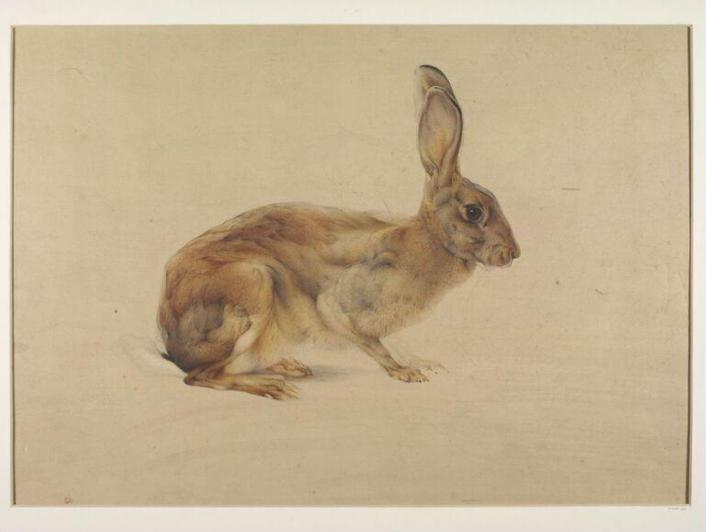 Study of a hare, Edward Julius Detmold, c.1920-1957