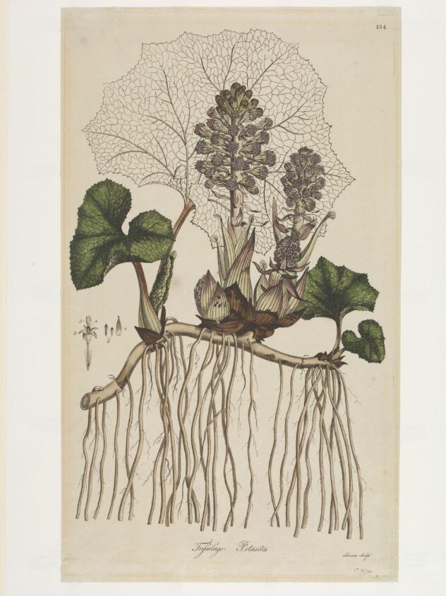 Butterbur (1777-1798) by Franciscus Sansom