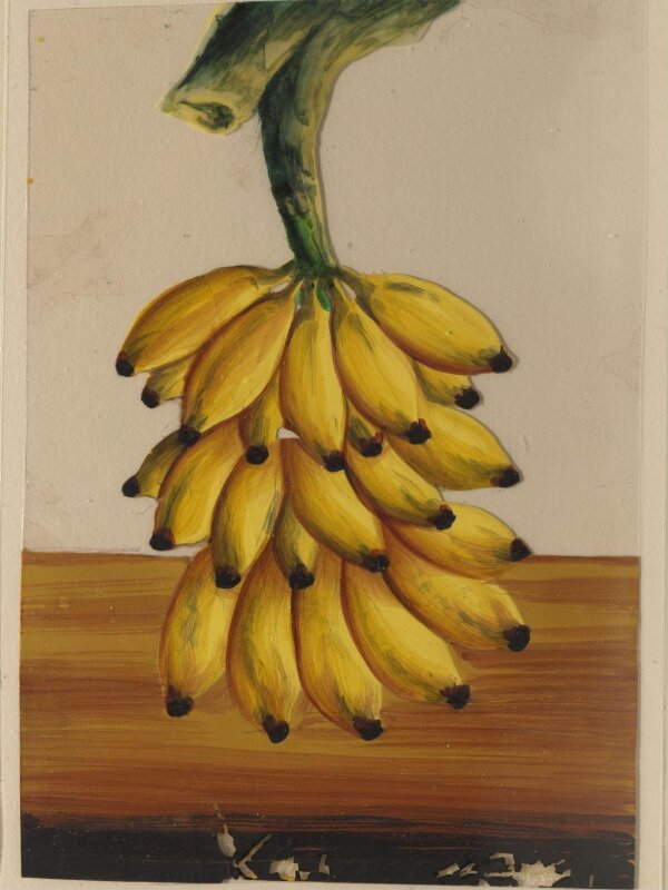 One of twelve drawings of fruits and vegetables.