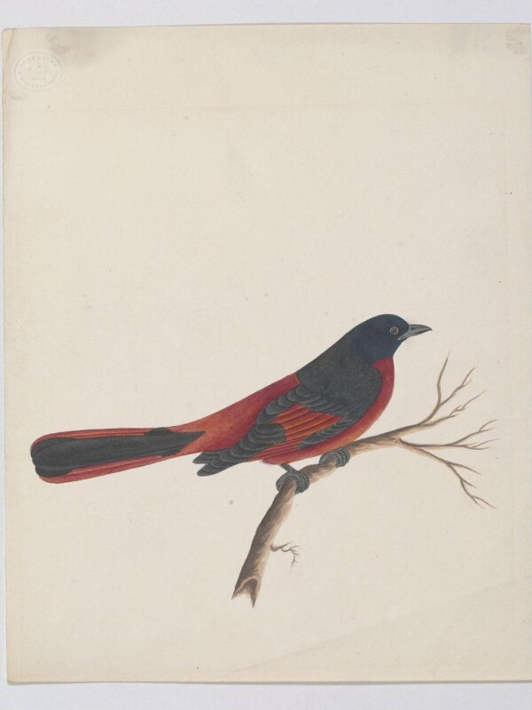 Scarlet minivet