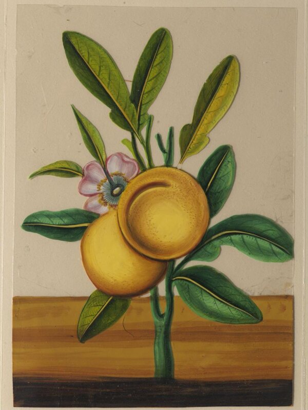 One of twelve drawings of fruits and vegetables.