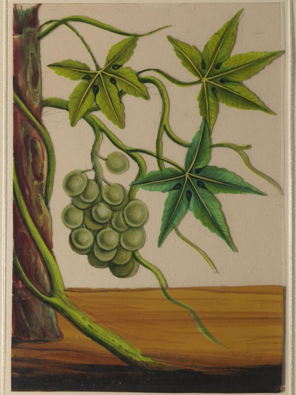 One of twelve drawings of fruits and vegetables.