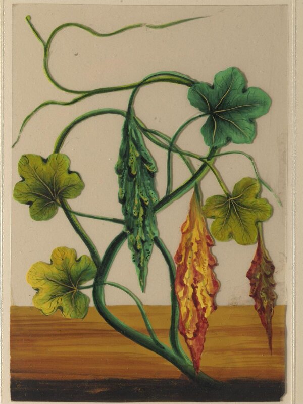 One of twelve drawings of fruits and vegetables.