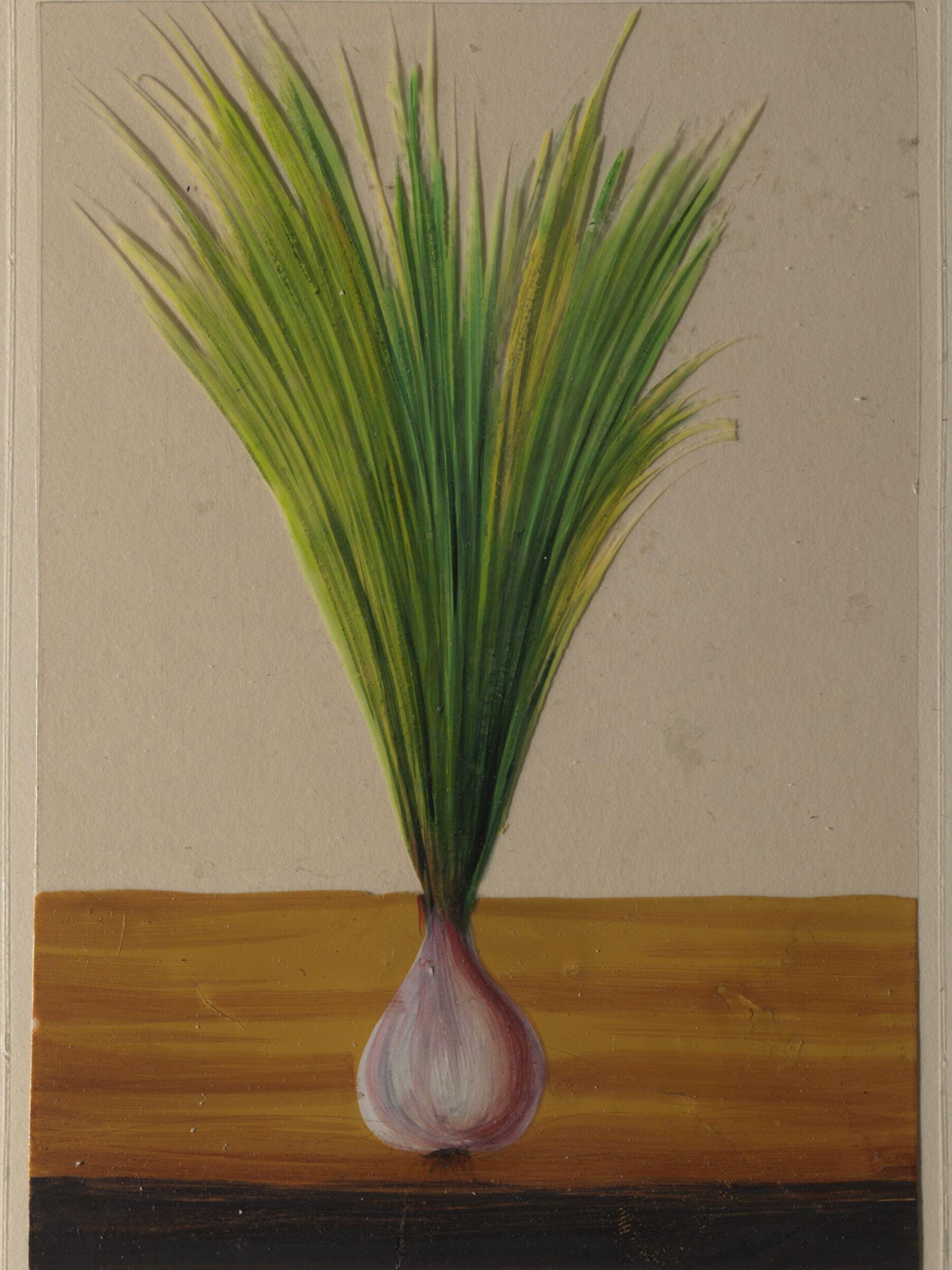 One of twelve drawings of fruits and vegetables., ca. 1860