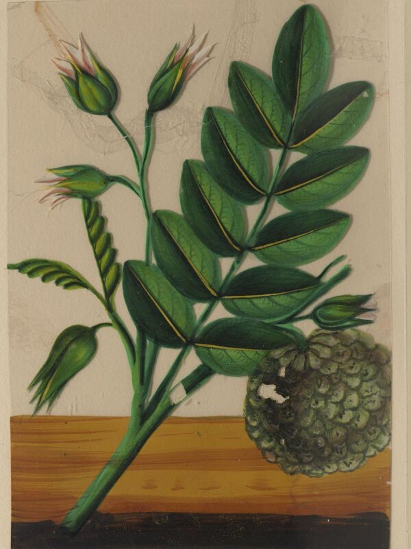 One of twelve drawings of fruits and vegetables.