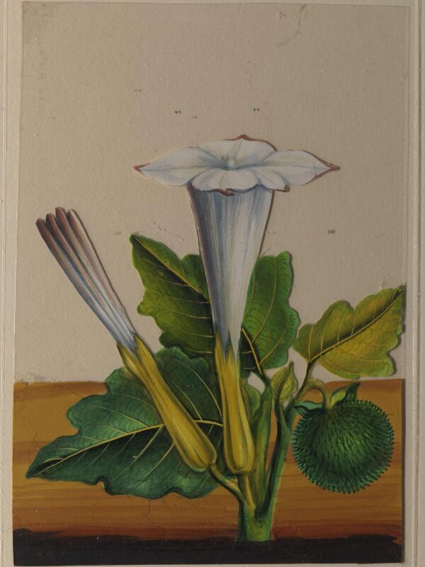 One of twelve drawings of fruits and vegetables.