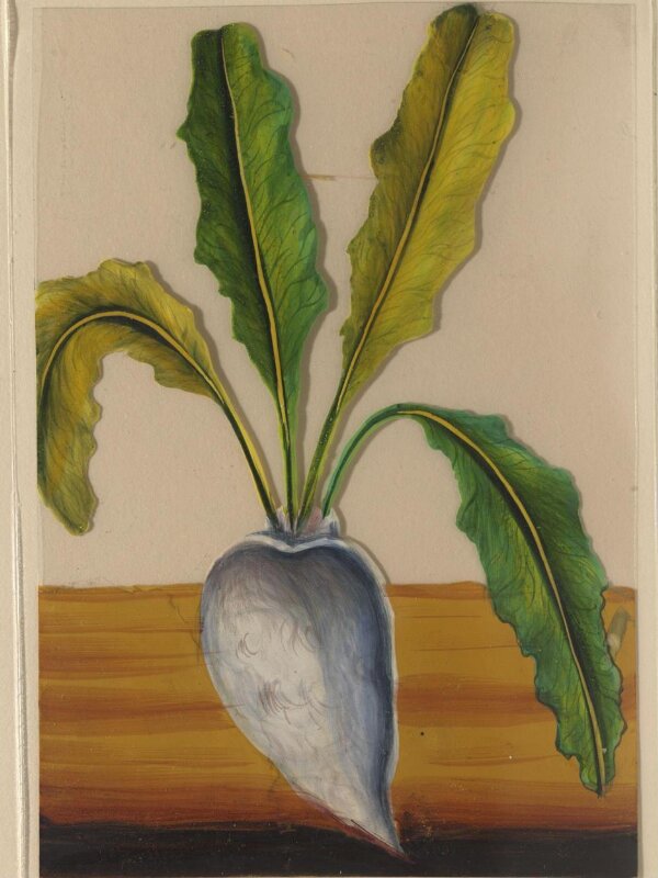 One of twelve drawings of fruits and vegetables.