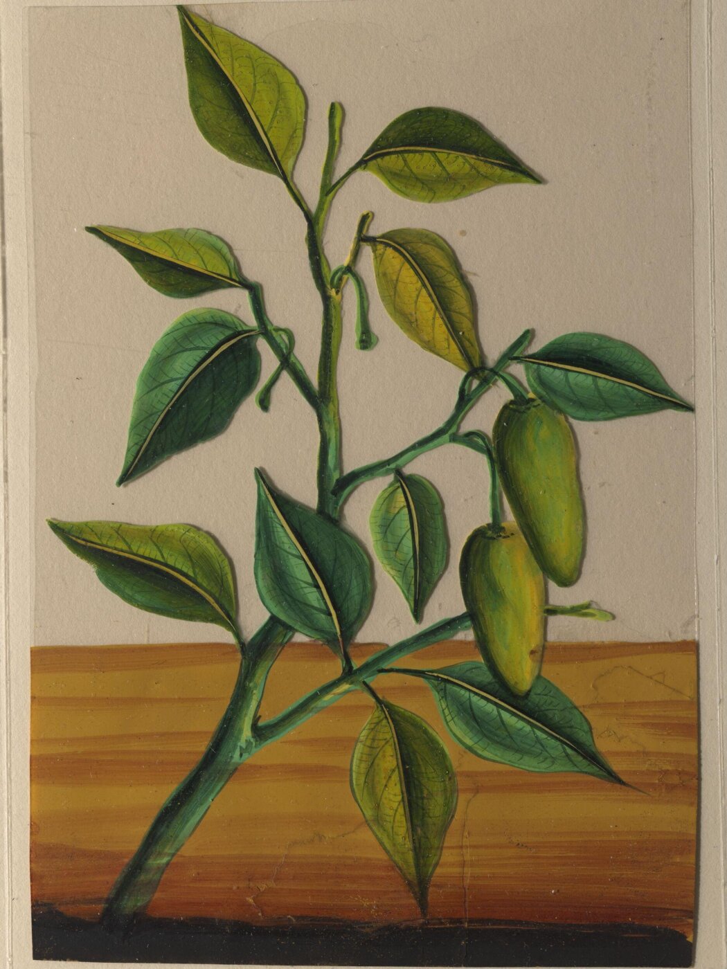 Unknown, One of twelve drawings of fruits and vegetables.