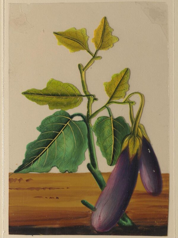 One of twelve drawings of fruits and vegetables.