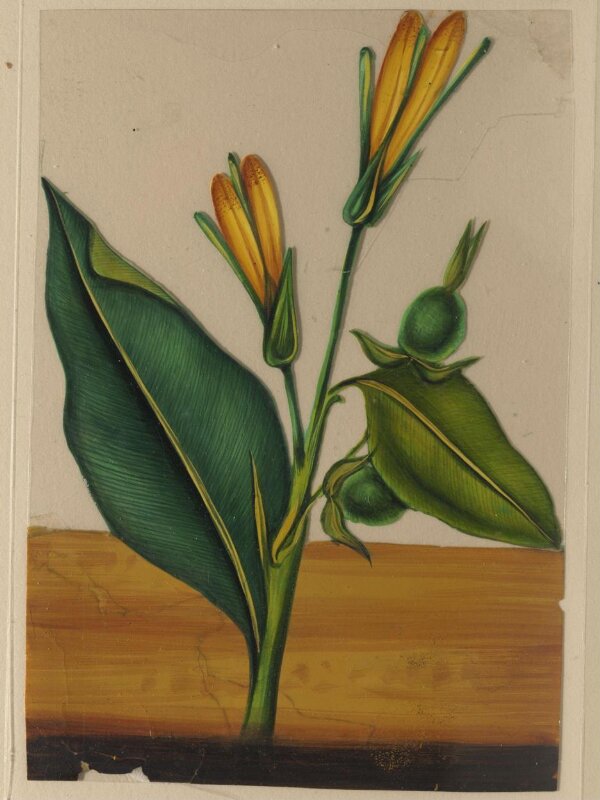 One of twelve drawings of fruits and vegetables.