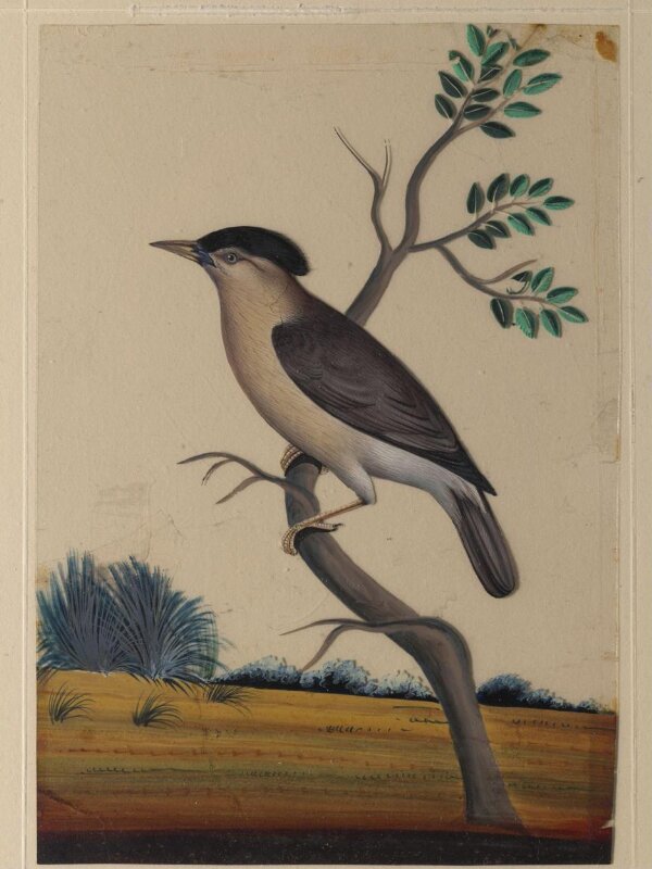 One of nine drawings of birds.