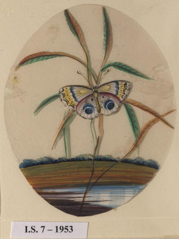 One of six unidentified butterflies on leafy sprays.