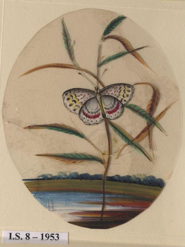 One of six unidentified butterflies on leafy sprays.