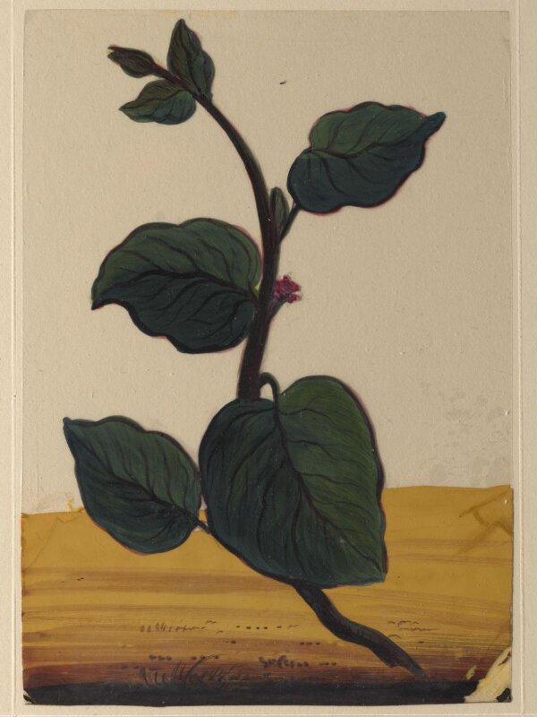 One of eighteen drawings of flowers.