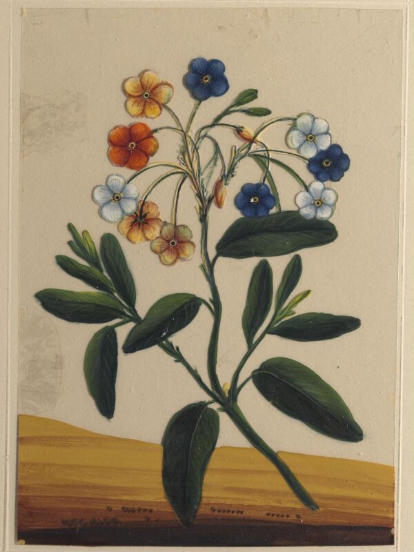 One of eighteen drawings of flowers.