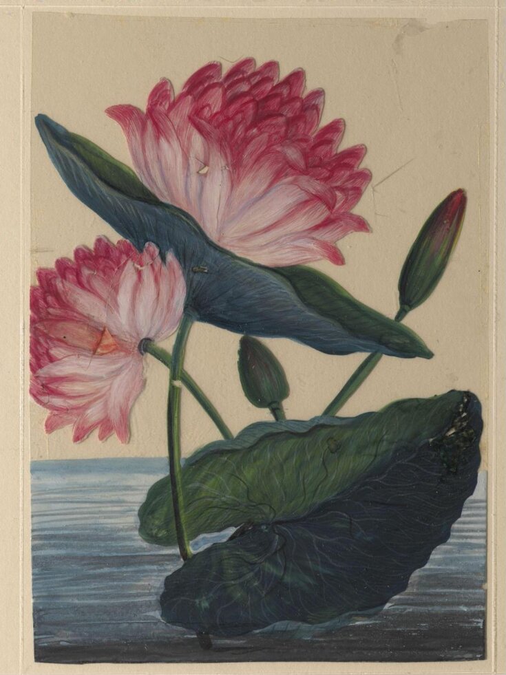 One of eighteen drawings of flowers. top image