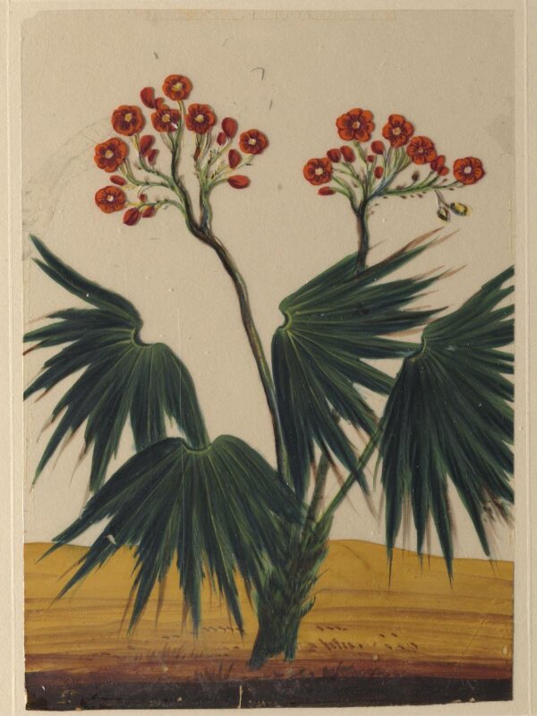 One of eighteen drawings of flowers.